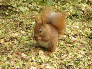 A squirrel feeding in a Columbus homeowner's yard.