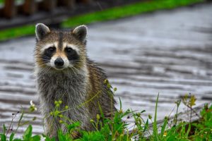 A Raccoon in My Attic Removed by Buckeye Wildlife Solutions.