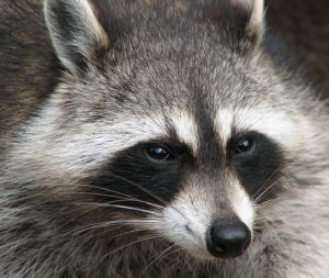 Closeup of a Raccoon Spotted in a Columbus Ohio yard.