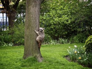 Caught in the Act During a Columbus Raccoon Removal Service.