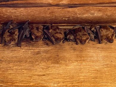 A colony of bats living in a Columbus homeowner's attic.