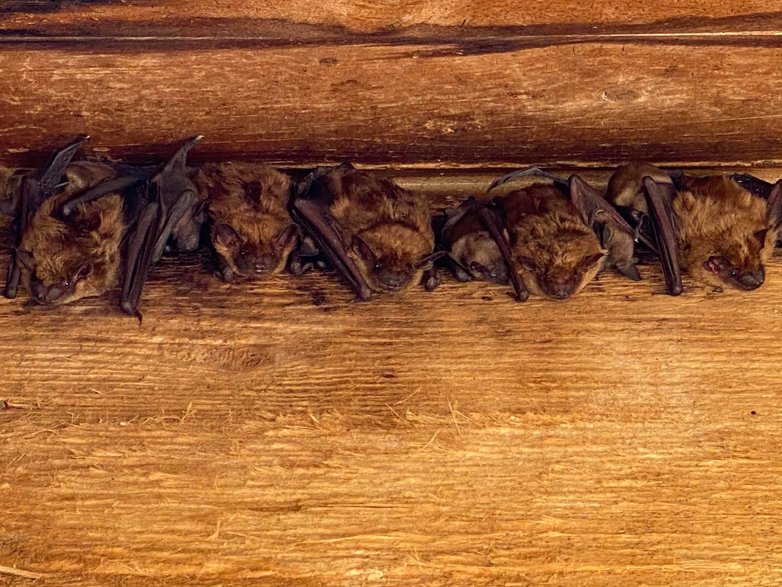 How to Get Bats Out of Your House - Buckeye Wildlife Solutions