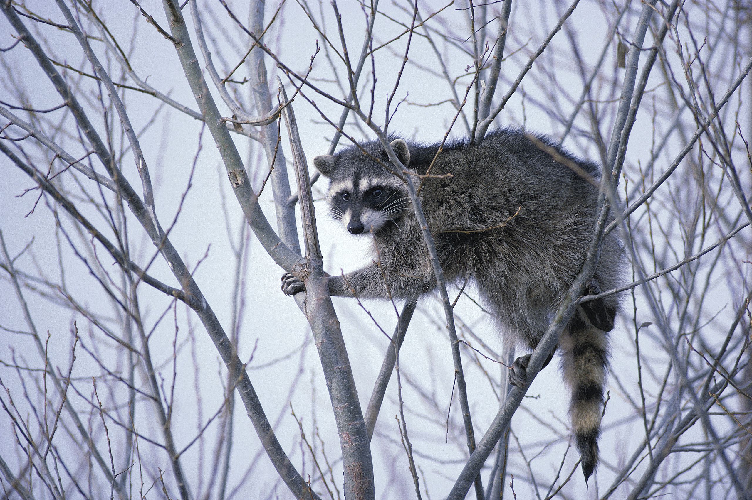 Find out what will scare a raccoon away.