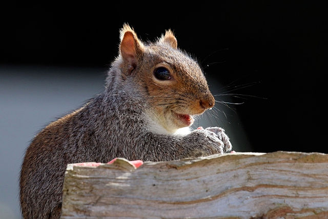 Gray squirrel removal service