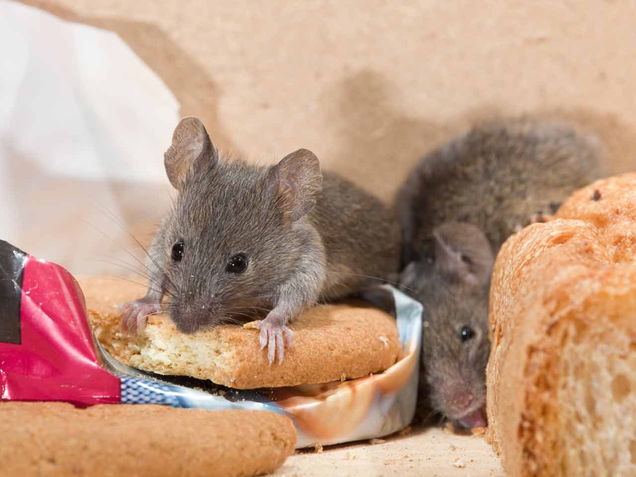 rodent removal service