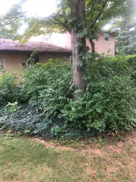 A before photo of brush and ivy removal at property upkeep page