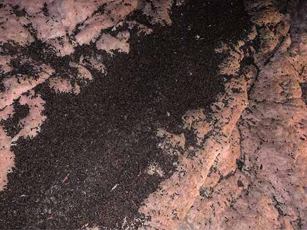 bat guano spread throughout an attic