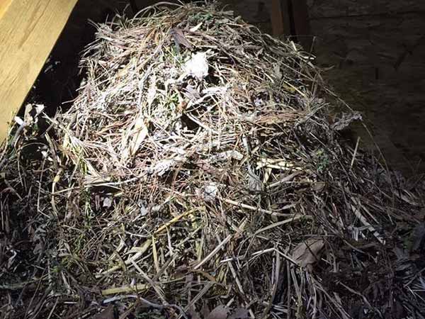 A massive starling nest in a client's attic.