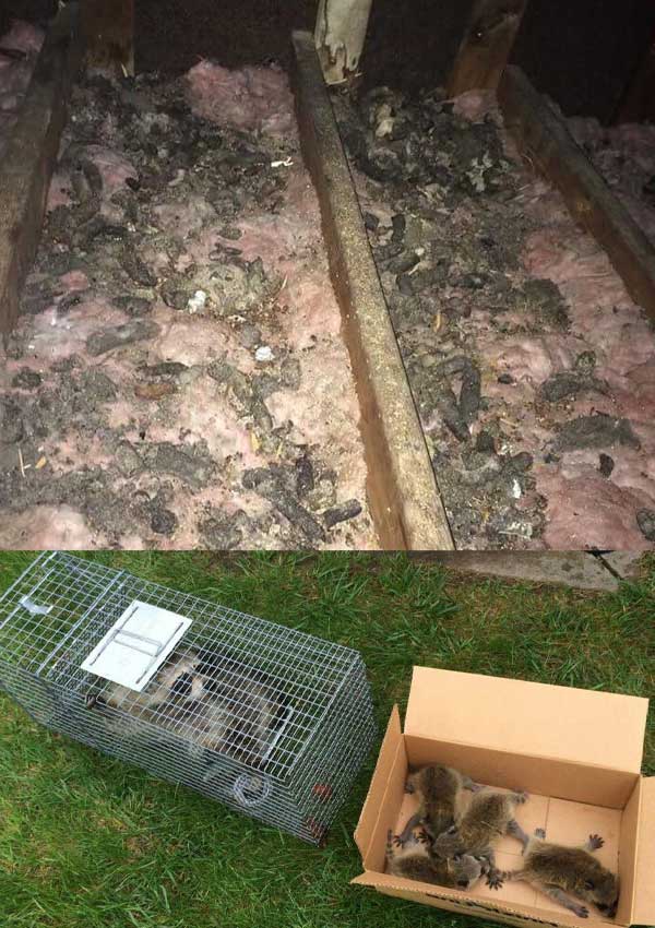 mama raccoon and babies made a mess of a columbus, ohio attic