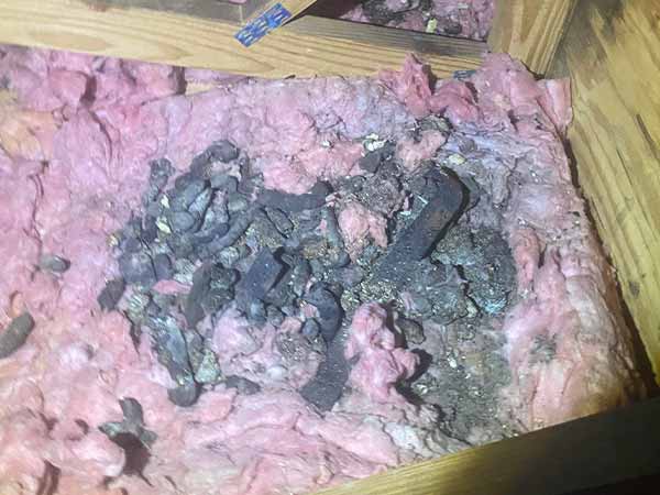 raccoon poop in an attic