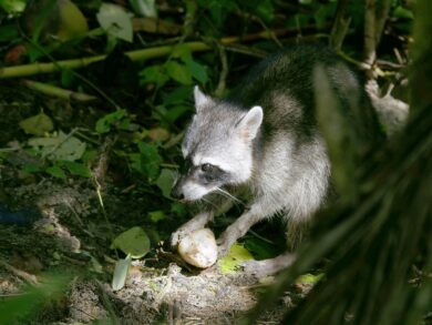 Post-maternity season raccoon activity.