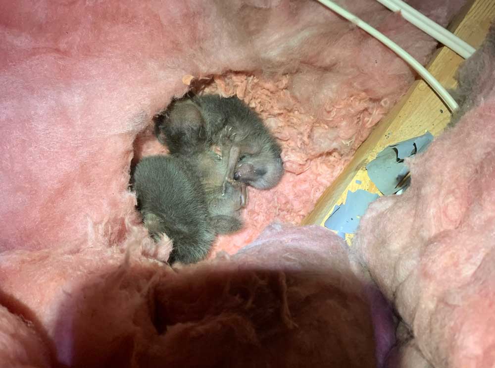 Ohio Raccoon Breeding Maternity Season blog post: baby raccoons in an attic