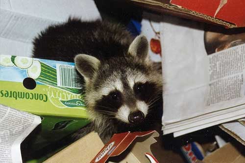 Racoon In the Attic - Columbus, Ohio