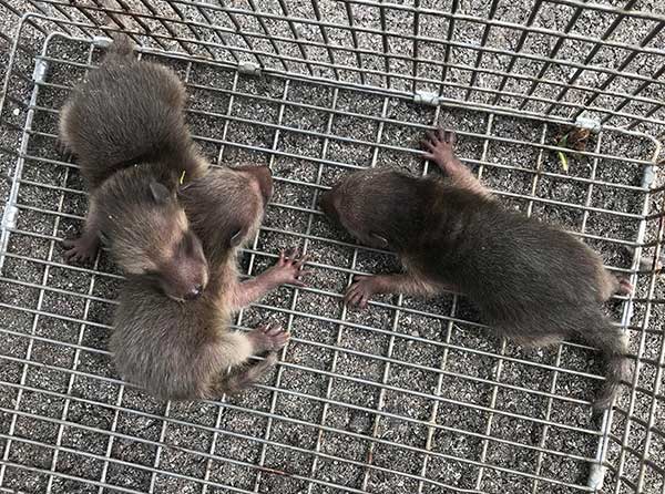 Ohio Raccoon Breeding Maternity Season blog post: baby raccoons caught in a cage