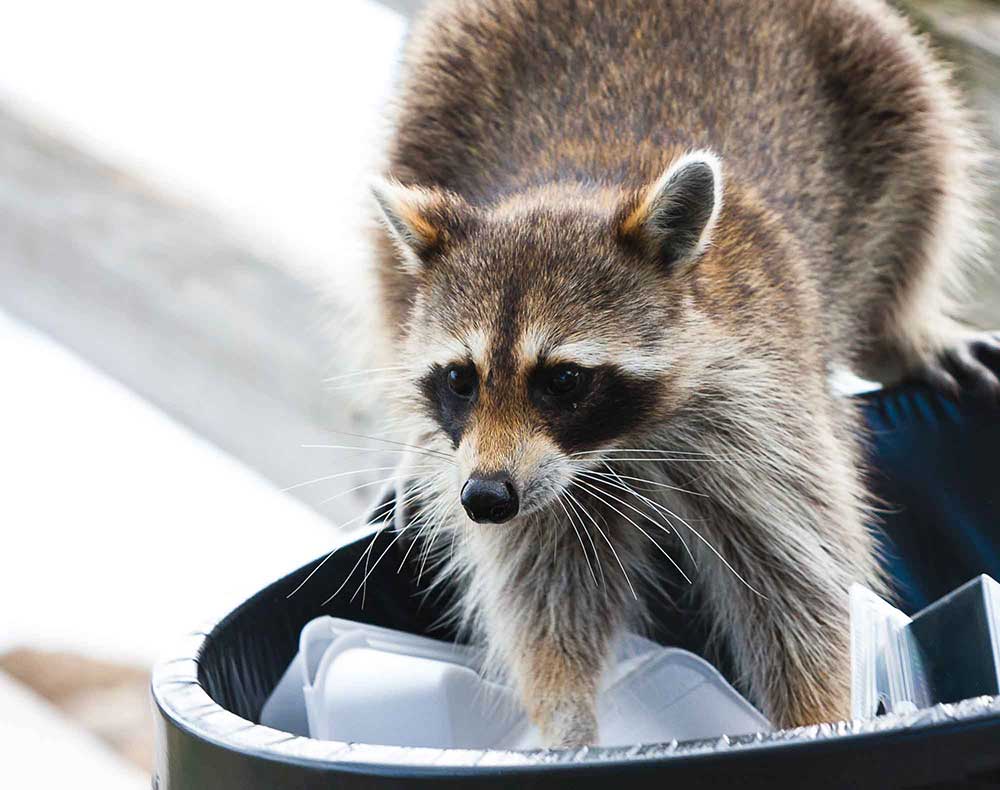 Columbus Ohio Raccoon Breeding Maternity Season Blog Post - Baby Raccoon in garage
