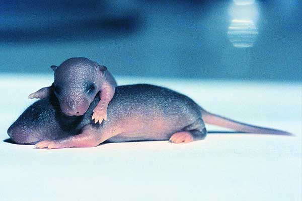 Winter mouse infestations bring baby house mice. Buckeye Wildlife Solutions are here to help.