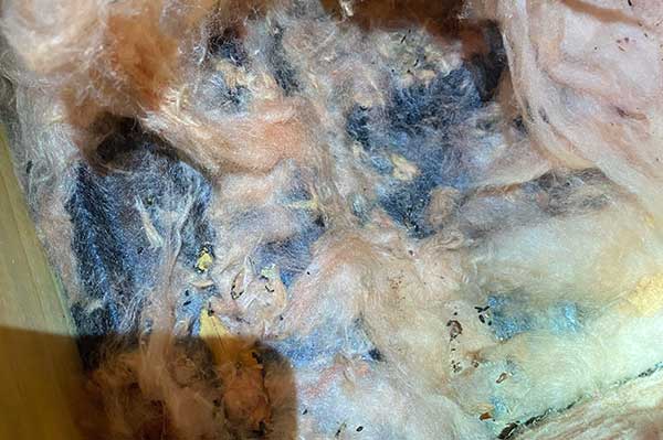 Winter mouse infestations bring mouse droppings in attic insulation. Buckeye Wildlife Solutions are here to help.