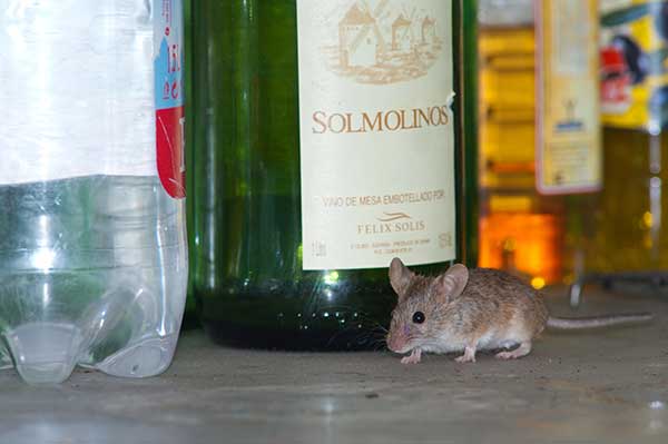 Winter mouse infestations. House mouse in cupboard. Buckeye Wildlife Solutions are here to help.