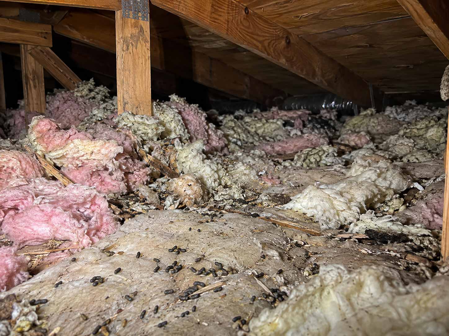 Attic insulation damaged by wildlife nesting