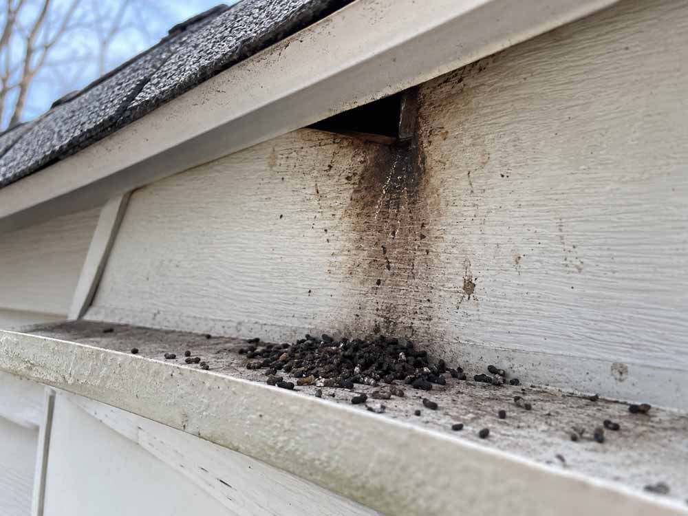 A close-up of bat guano piled below an entry point nd dark rub marks and staining around a gap in the siding. A close-up of bat guano piled below an entry point nd dark rub marks and staining around a gap in the siding.