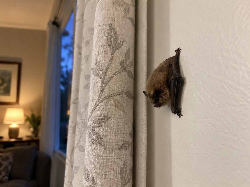 A close-up of a little brown bat on a wall in a Delaware Ohio home A close-up of a little brown bat on a wall in a Delaware Ohio home