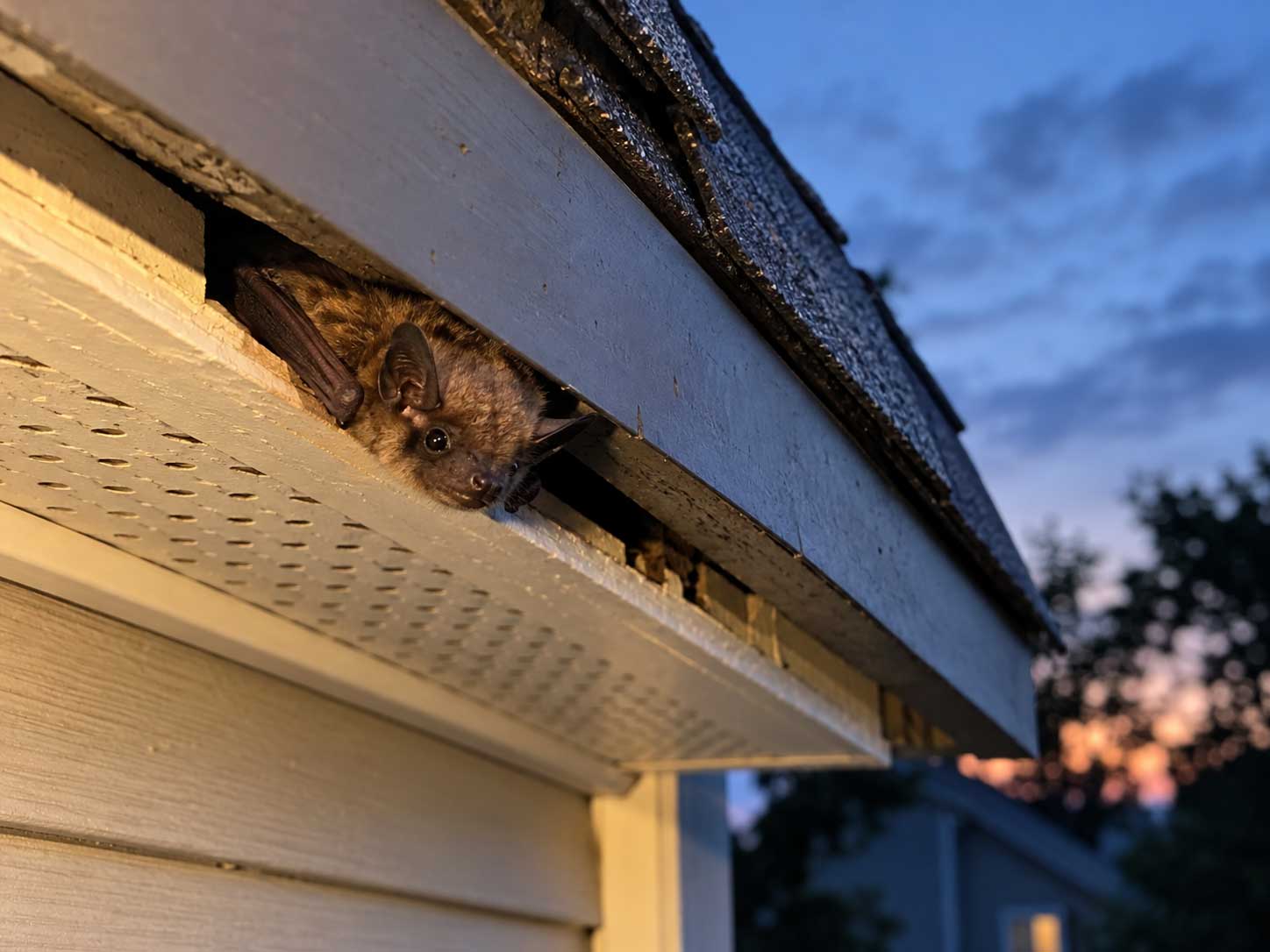 A big brown bat peeking out of a gap at a home's roofline or soffit, shot at dusk. A big brown bat peeking out of a gap at a home's roofline or soffit, shot at dusk.