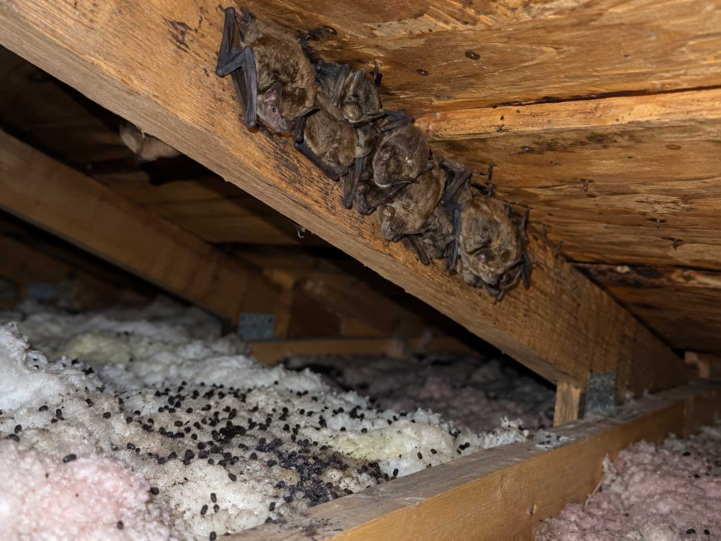 A cluster of bats roosting along an attic rafter and a wide shot of an attic with guano visible on the insulation. A cluster of bats roosting along an attic rafter and a wide shot of an attic with guano visible on the insulation.